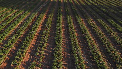 Aerial view of farmlands with potato fields. American farming.