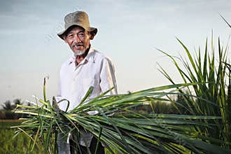 Asian farmer