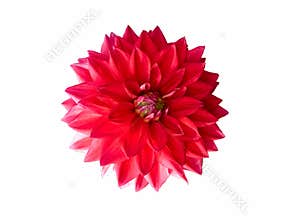 Red Dahlia flower isolated. Floral clipart.