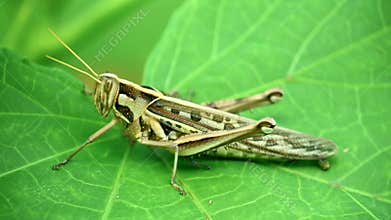 Grasshopper brown locust footage