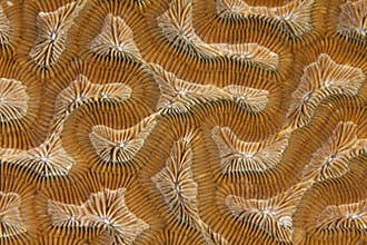 Close up coral,roatan,honduras background texture