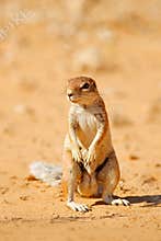 Cape ground squirrel, Xerus inauris, cute animal in the nature habitat, Spitzkoppe, Namibia in Africa. Squirrel sitting in sand,