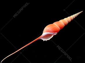 Sea shell Tibia Fusus