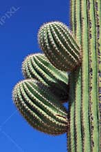 Saguaro Cactus