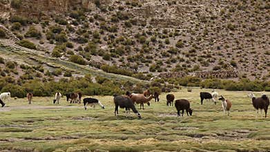 Llama grazing in Bolivia