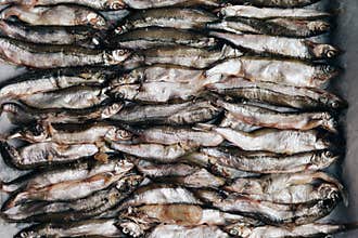 top view peeled capelin fish. abstract food background. Fresh fish in a pan