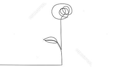 Self, drawing, animation continuous single drawn one line rose
