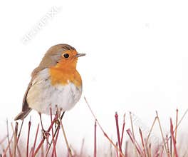 Robin