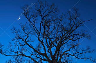 Dead trees at night with a half-moon