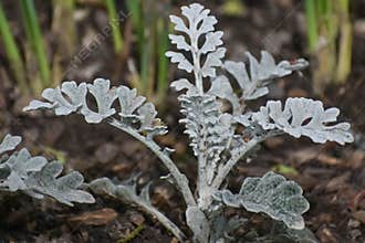 Dusty Miller Annual Plant in Flower Garden