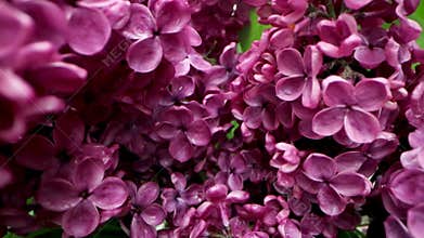blooming purple lilac tree branch closeup