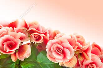 Begonia
