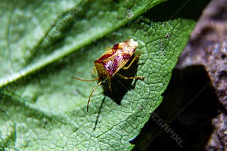 Red Cross Shield Bug on a Leaf