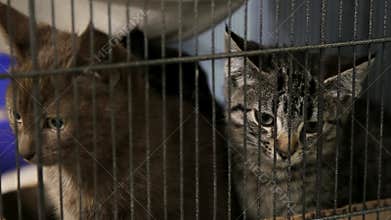 Cat in a cage in a veterinary clinic animal shelter looking out of a cage