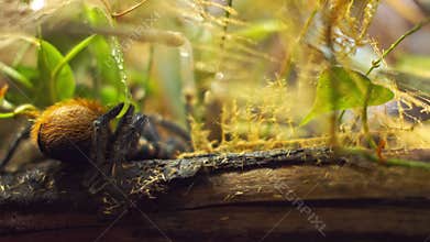 A large spider climbs into a hole in the web. Macro. House of pests. Close. Disaster for the forest.RAW