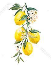 Beautiful image with watercolor yellow lemon fruits, leaves and flowers. Stock illustrations,.