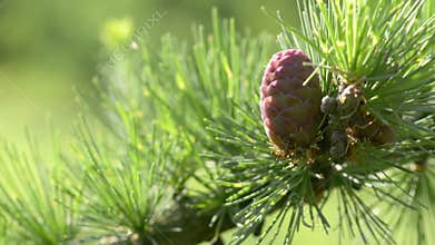 Pine branch with cone background