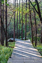 Forest Path, Jingyuetan National Forest Park, Changchun