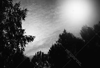 Black & white tree crowns illuminated by sun background