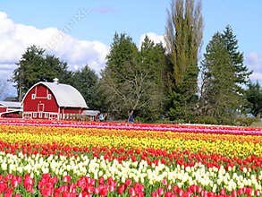 Tulip and Barn