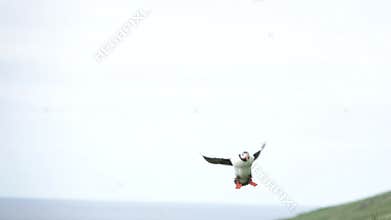 Puffin trying to land in super slow motion against white sky