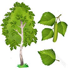 Color image of fruit, leaf and branch with catkins of birch on white background. Plants and trees. Vector illustration set for