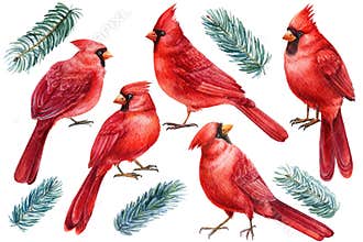Set of birds and fir branches, watercolor clipart on white isolated background.