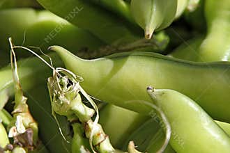 Fresh green beans