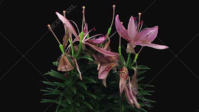 Time-lapse of dying pink lily bouquet