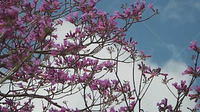 Tilt up shot of a blooming Jacaranda tree against blue sky