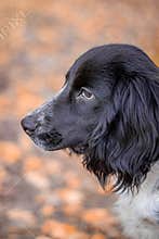 Spaniel hunting for a walk in the fall. Dog on a walk in autumn. Autumn portrait of an animal. Puppy. Walking a pet. Beautiful
