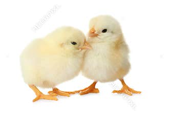 Cute fluffy baby chickens on background. Farm animals