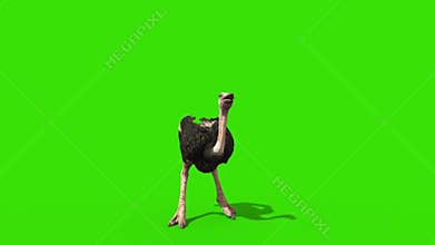 Ostrich Attacks Green Screen Loop Front 3D Rendering Animation
