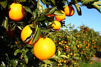 Florida Oranges