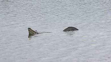 Large alligator in a lake during mating season.