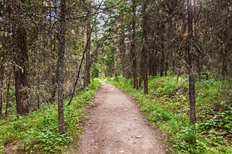 Empty hiking trail in the Paul Lake Provincial Park British Columbia Canada