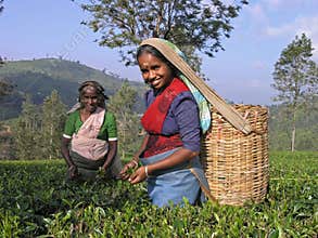 Tea plucking in South India
