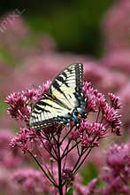 Eastern Tiger Swallowtail II - Papilio glaucus - on Joe Pye weed