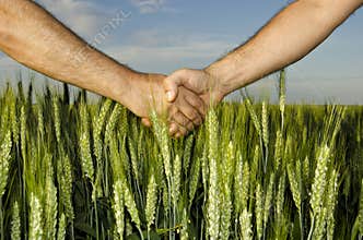 Shaking hands in the field
