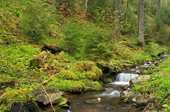 Forest brook running over mossy