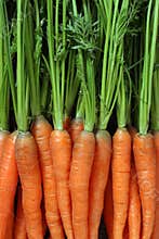 Bunch of carrots