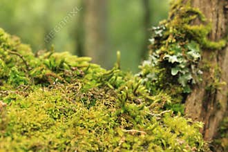 Moss