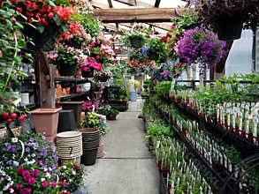 Garden center: herbs and hanging baskets