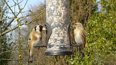 Birds enjoy eating food  in beautiful nature.