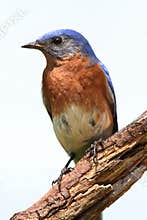 Isolated Bluebird On A Perch