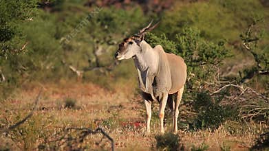 Alert eland antelope in natural habitat