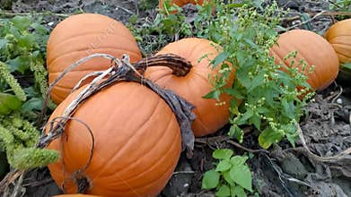 Farming field with ripe pumpkins is ready to harvest for halloween and thanksgiving, for vegetarians as delicious vegetable