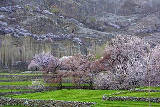 Spring time in gangchay, Skardu, northern areas of Gilgit Baltistan, Pakistan
