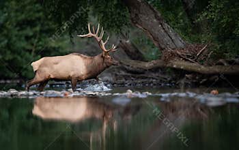 A Bull Elk Portrait in Autumn
