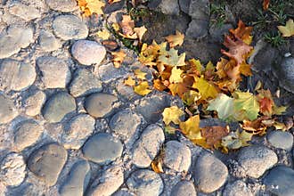 Autumn maple leaves on cobbled pavement